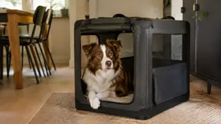 Bedste hundebur og transportkasse til hund